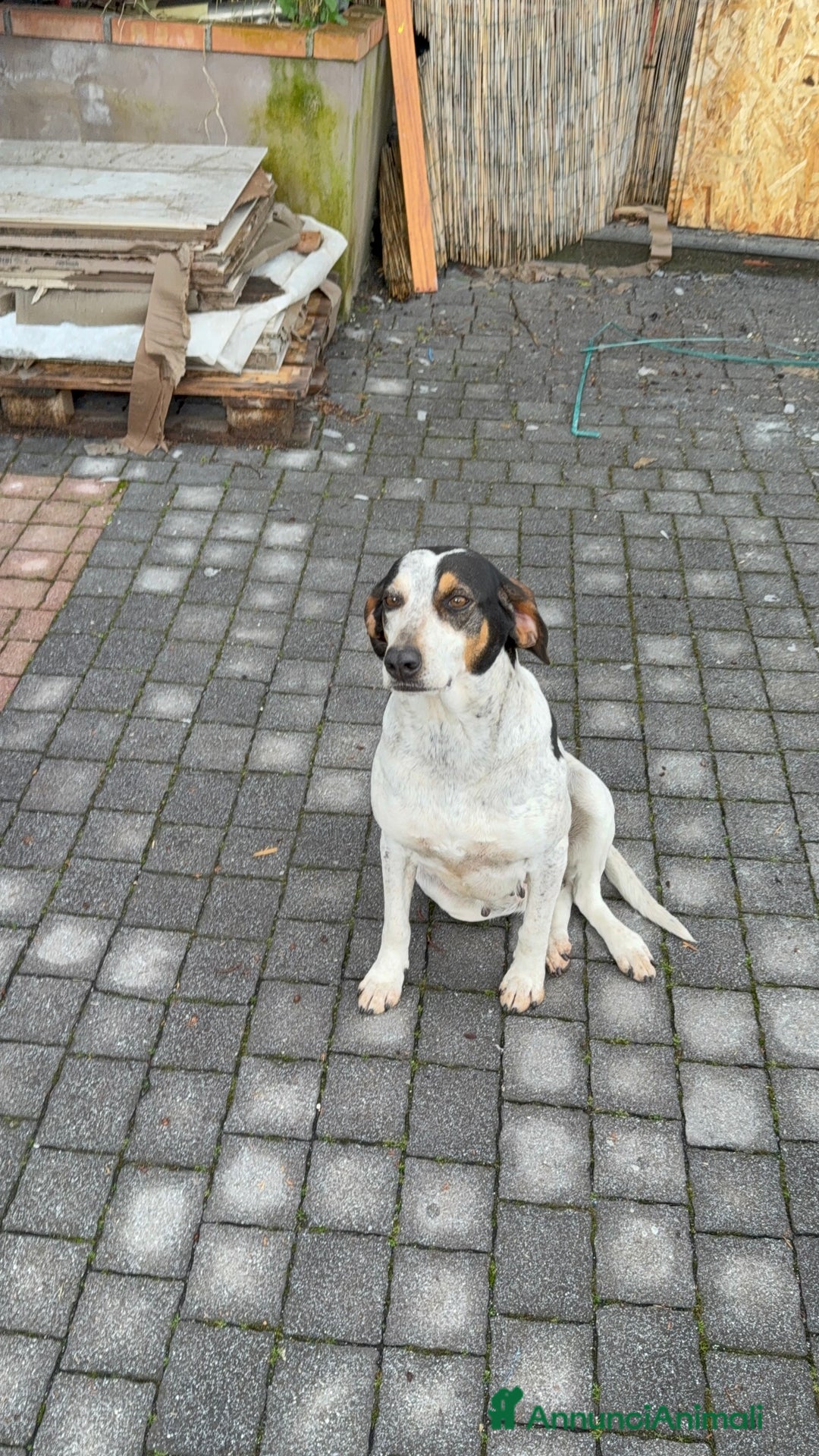 Meticcio cani in regalo: Meticcio incrocio pointer boxer  a Città metropolitana di Catania - Immagine 6