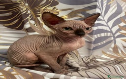 Sphynx gatti in vendita: Cuccioli di gatto shynx a Città metropolitana di Roma Capitale - Immagine 4
