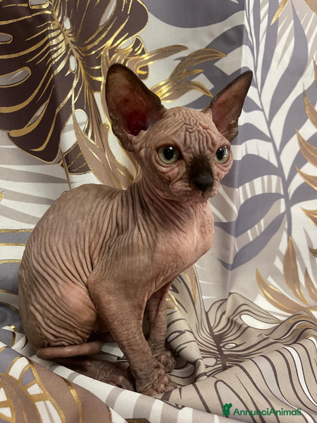 Sphynx gatti in vendita: Cuccioli di gatto shynx a Città metropolitana di Roma Capitale - Immagine 4