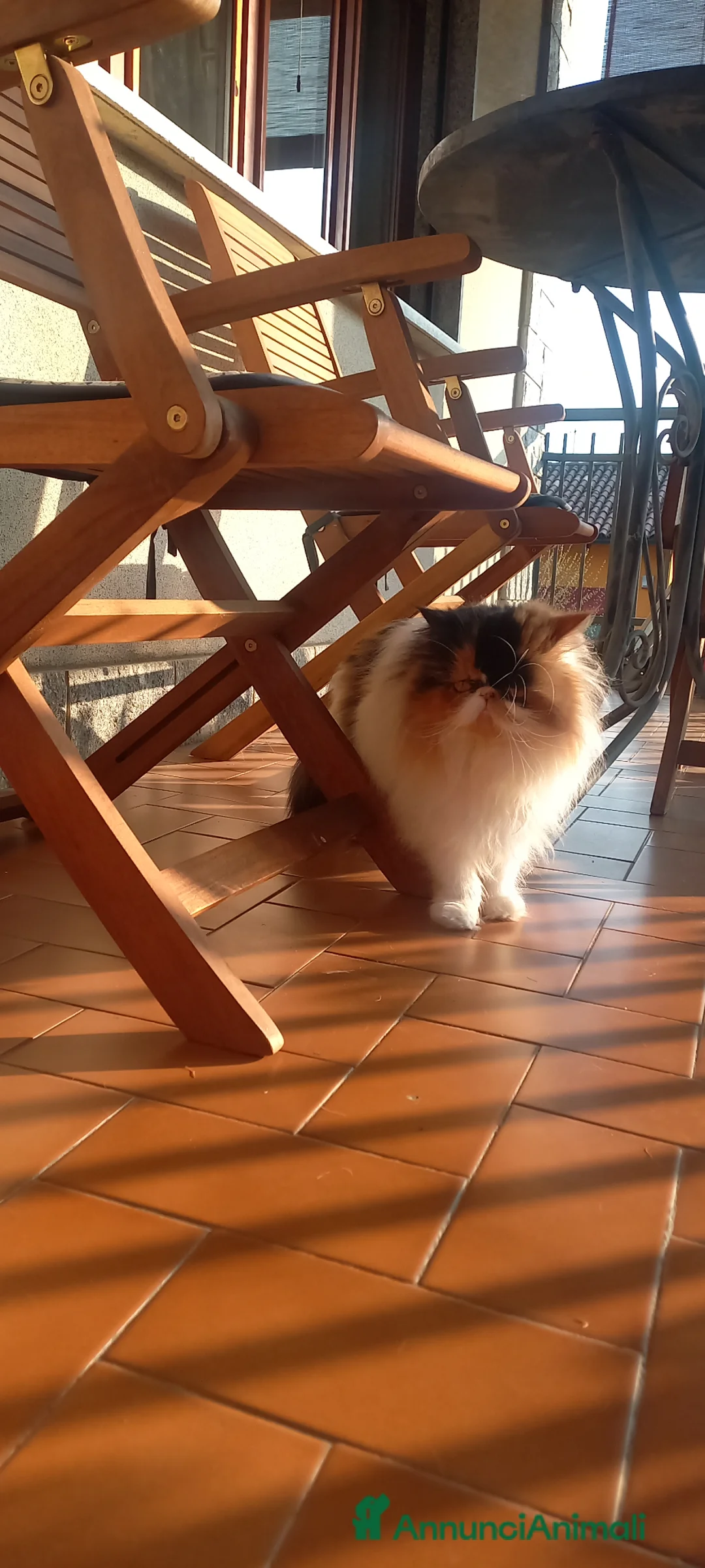 Persiano gatti per accoppiamento: Sheila - Annuncio 2