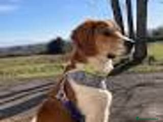 Meticcio cani Filippo, dolcissimo, giovane e affettuoso - Annuncio 8