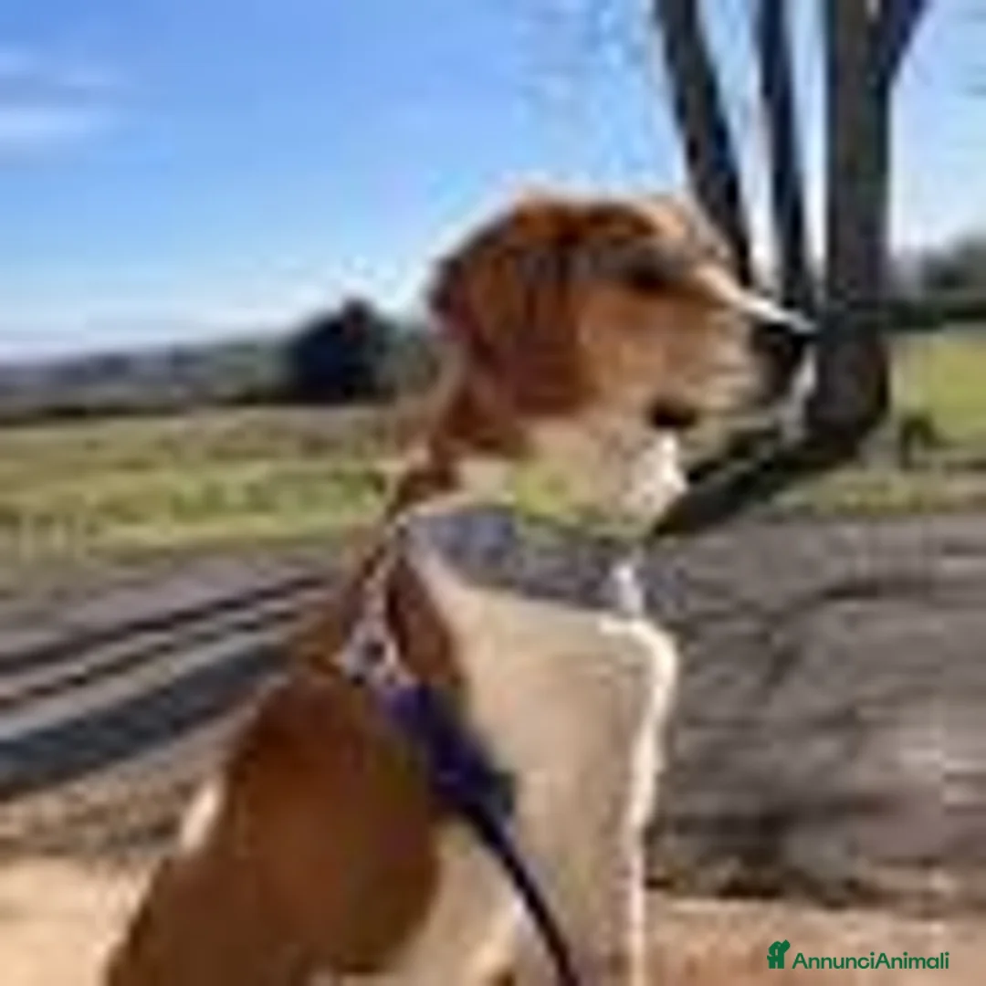 Meticcio cani in regalo: Filippo, dolcissimo, giovane e affettuoso - Annuncio 1