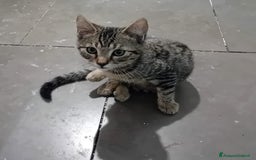 Altre razze gatti in regalo: SPLENDIDO GATTINO, NOAH - Immagine 2