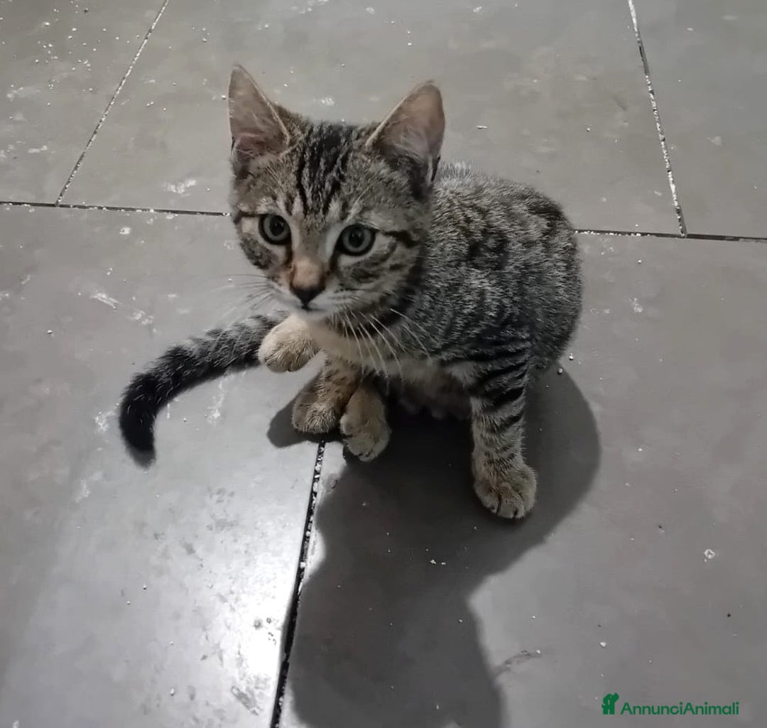 Altre razze gatti in regalo: SPLENDIDO GATTINO, NOAH - Annuncio 2