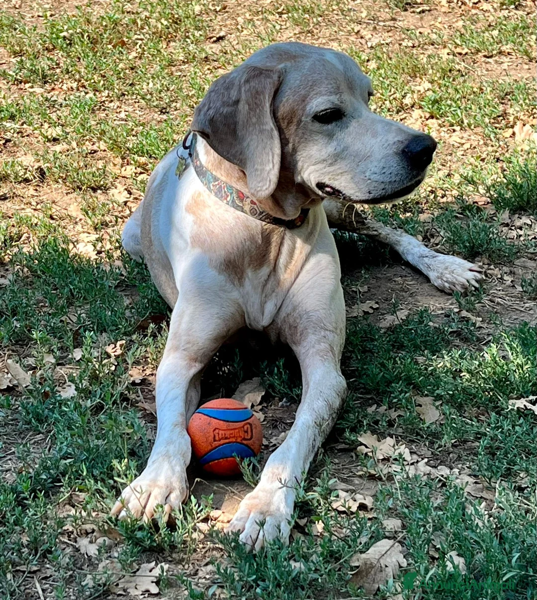 Pointer cani in regalo: VENTO un tesoro tutte coccole a Pomezia - Annuncio 10