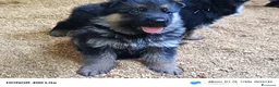Pastore Tedesco cani in vendita: Cuccioli di pastore tedesco  - Annuncio 5