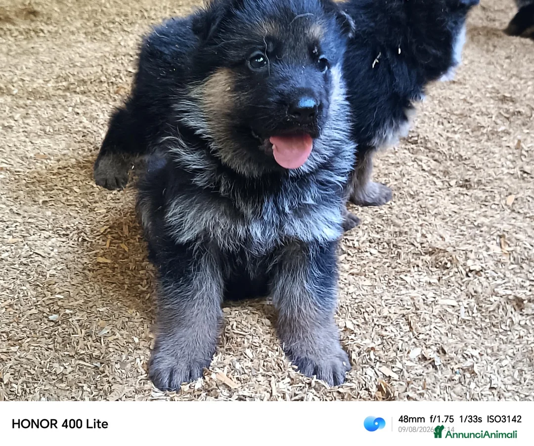 Pastore Tedesco cani in vendita: Cuccioli di pastore tedesco  - Annuncio 5