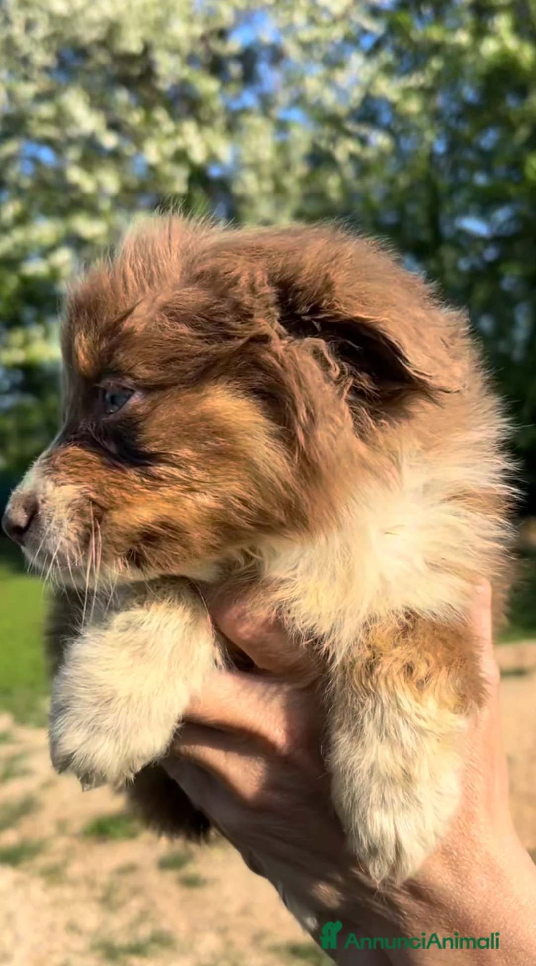 Australian Shepherd cani in vendita: Cuccioli di Australian Shepherd con pedigree a Provincia di Padova - Annuncio 6