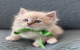 Siberiano gatti in vendita: SIBERIANI GATTINI IPOALLERGENICI  a Provincia di Brescia - Immagine 8