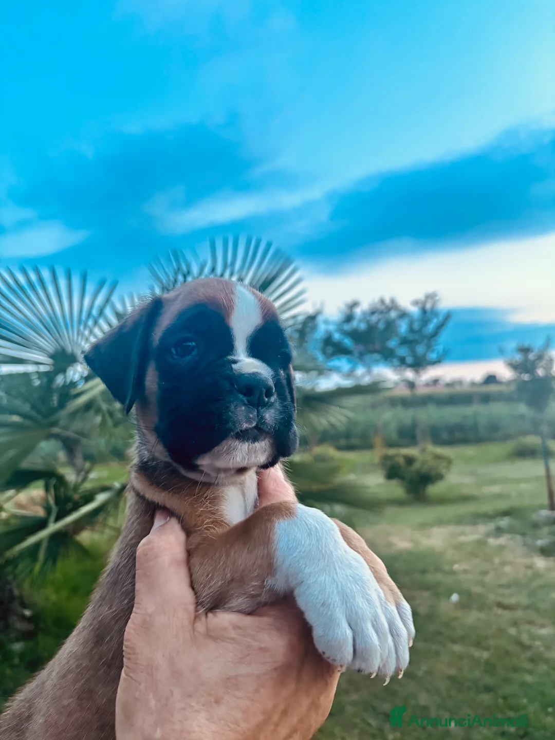 Boxer cani in vendita: cuccioli di boxer in vendita  a Provincia di Treviso - Annuncio 2