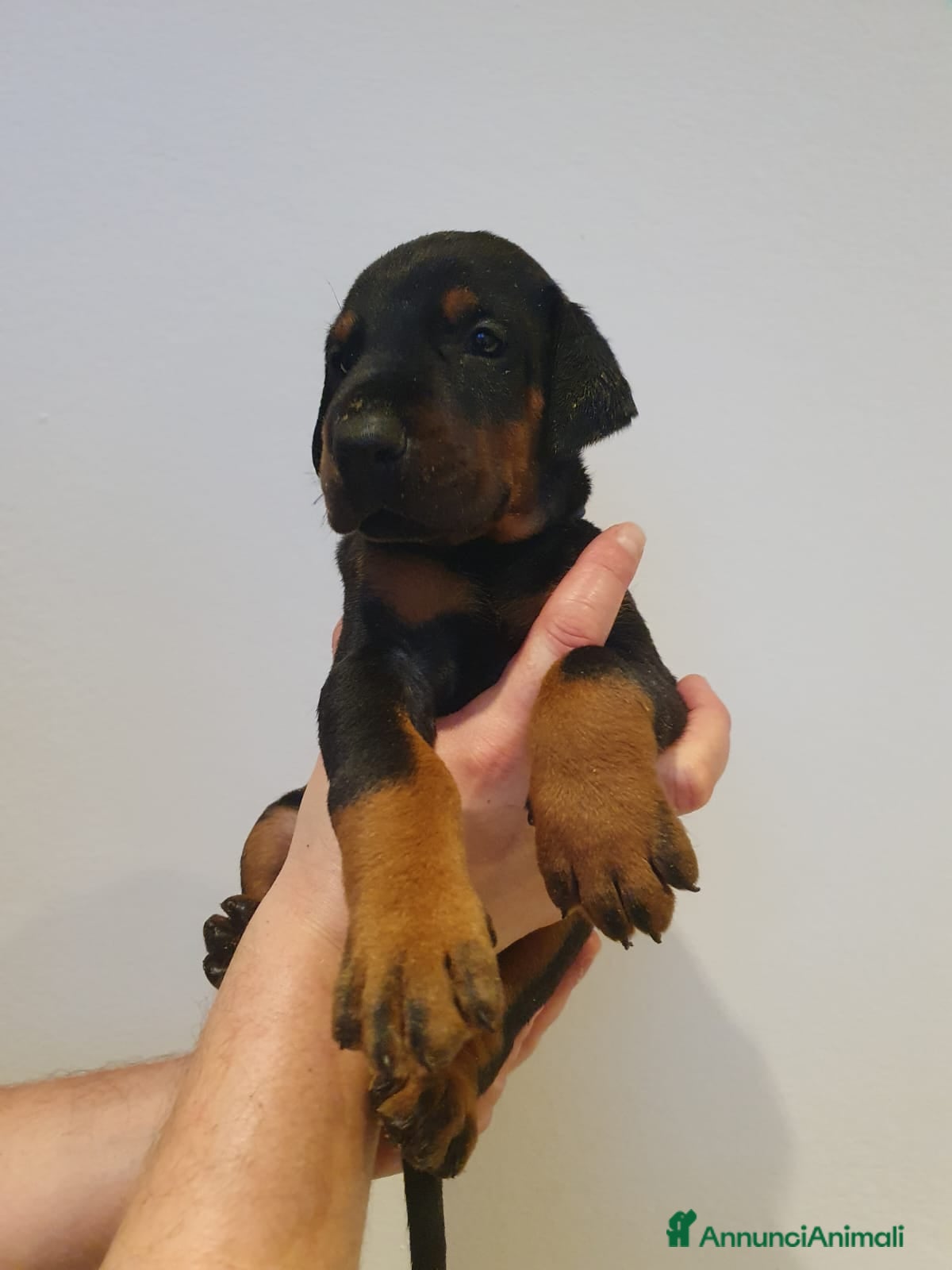 Dobermann cani Cuccioli di Dobermann - Annuncio 2