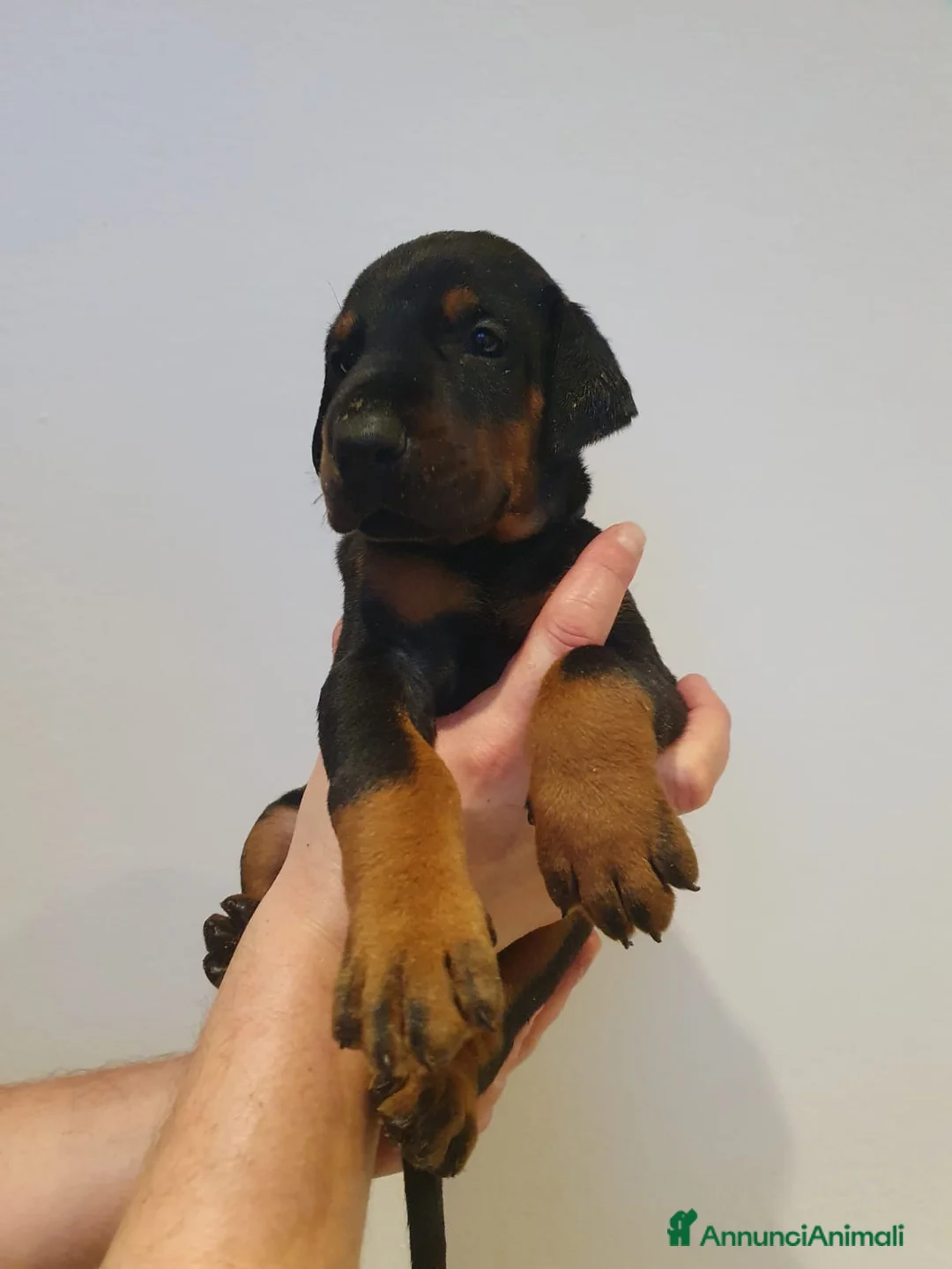 Dobermann cani in vendita: Cuccioli di Dobermann - Annuncio 2