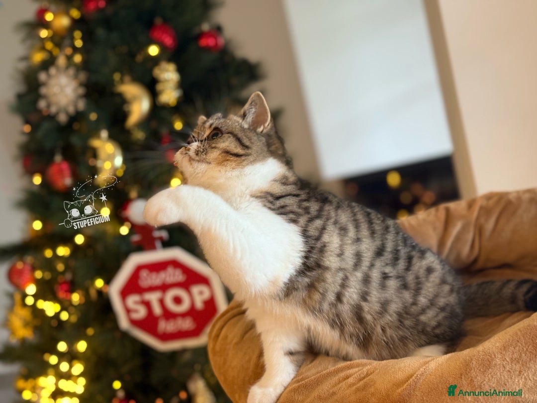 Scottish gatti in vendita: Stupeficium Amos - Scottish Straight - Annuncio 15