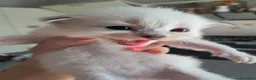 Siberiano gatti in vendita: Gatti siberiani neva masquerade  - Annuncio 1