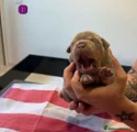 American Bully Cucciolo 1