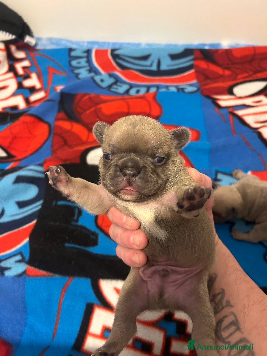 Bulldog Francese cani in vendita: Cuccioli maschi. Bulldog francese. - Annuncio 11