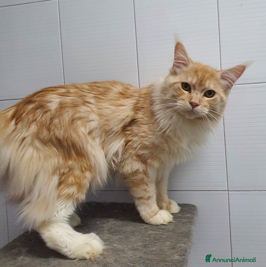 Maine Coon gatti in vendita: Maine coon 1 anno a Città Metropolitana di Napoli - Immagine 6