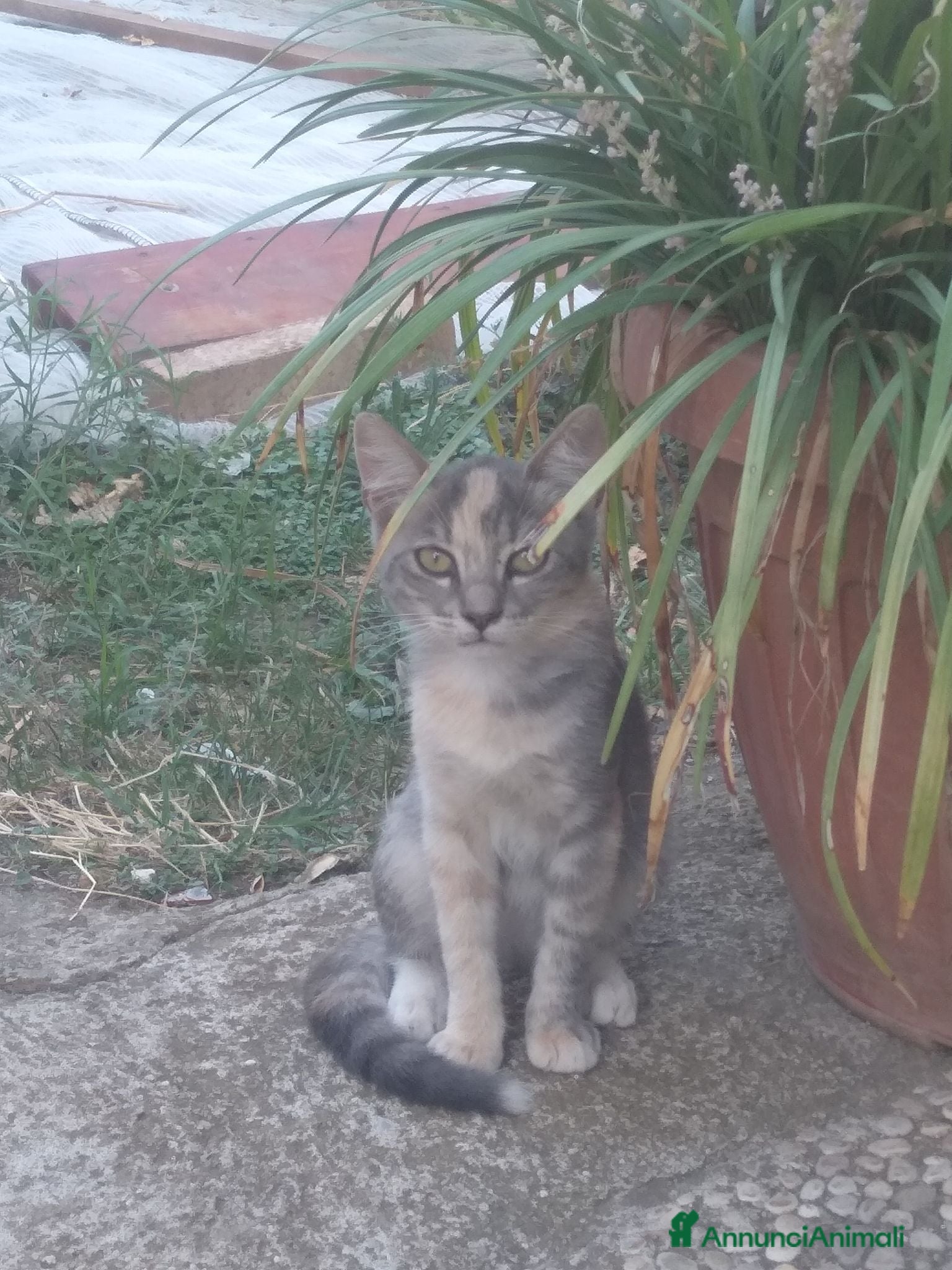 Meticcio gatti Gattina - Annuncio 1