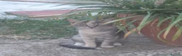 Meticcio gatti in regalo: Gattina - Annuncio 1