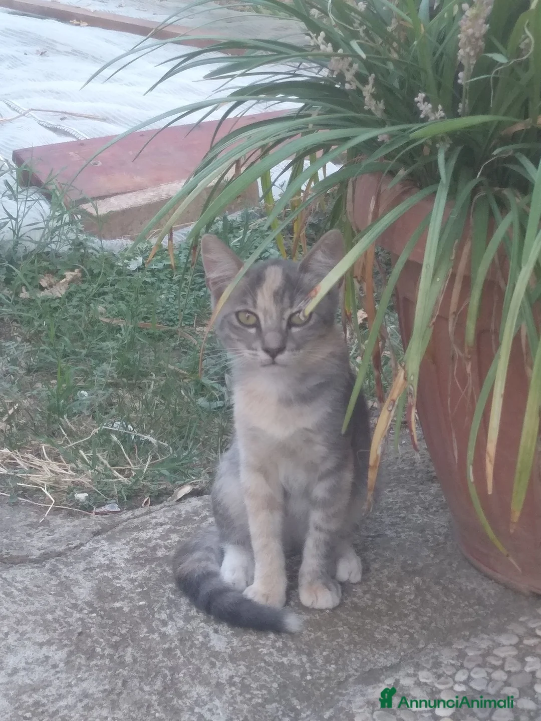 Meticcio gatti in regalo: Gattina - Annuncio 1