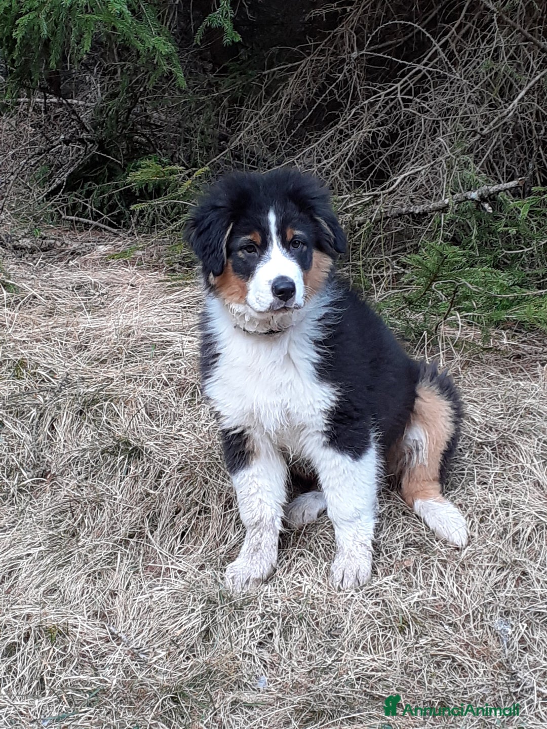 Australian Shepherd cani per accoppiamento: Disponibile per accoppiamento  - Annuncio 11