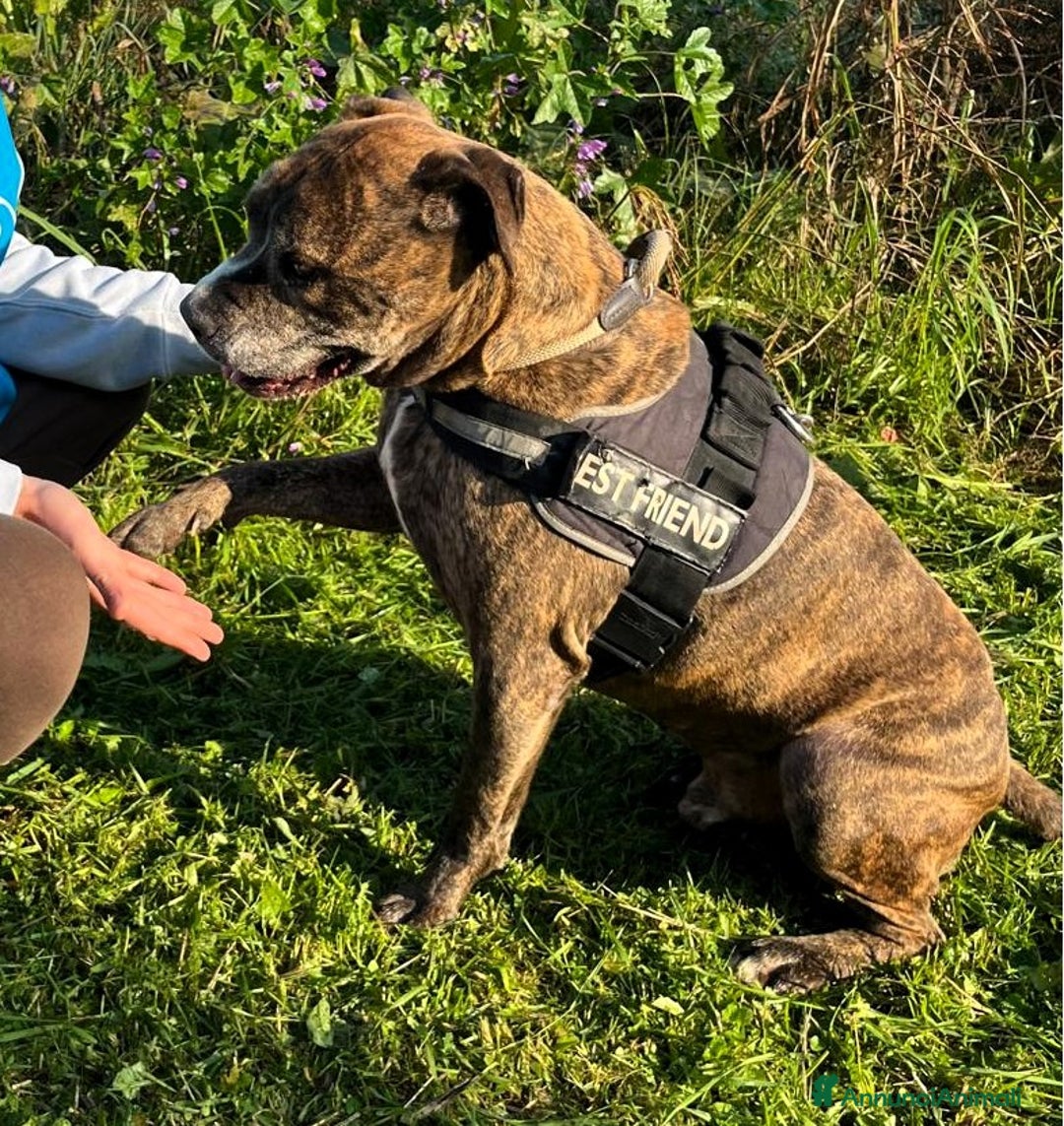 Meticcio cani in regalo: THOR PIT SIMPATICO - Annuncio 3