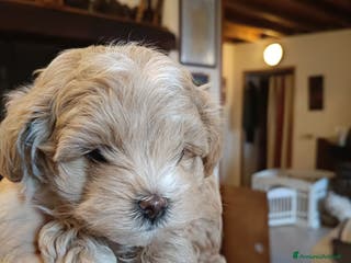 Meticcio cani Maltippp - Annuncio 4