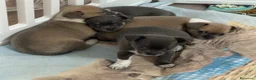 Chihuahua cani in vendita: Cuccioli di chihuahua  - Annuncio 5