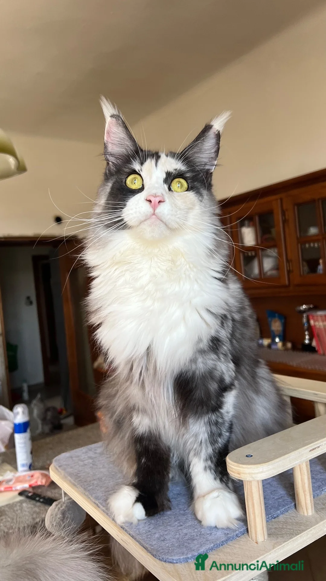 Maine Coon gatti in vendita: Cuccioli Silver shaded - Annuncio 1