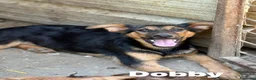 Meticcio cani in regalo: DOBBY & DARIUS, fratelli dalla sconfinata bontà! - Annuncio 6