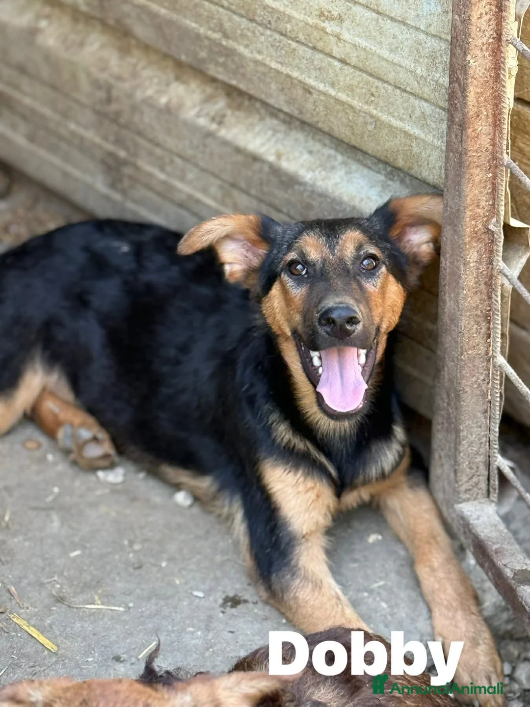 Meticcio cani in regalo: DOBBY & DARIUS, fratelli dalla sconfinata bontà! - Annuncio 6