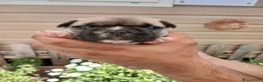 Bulldog Francese 2