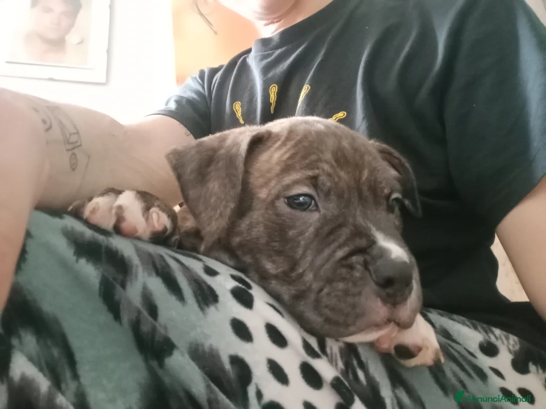 Pitbull cani in vendita: Cuccioli di pitbull - Annuncio 3