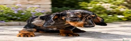 Bassotto cani in vendita: Cucciola bassotto Arlecchino nano  - Annuncio 2