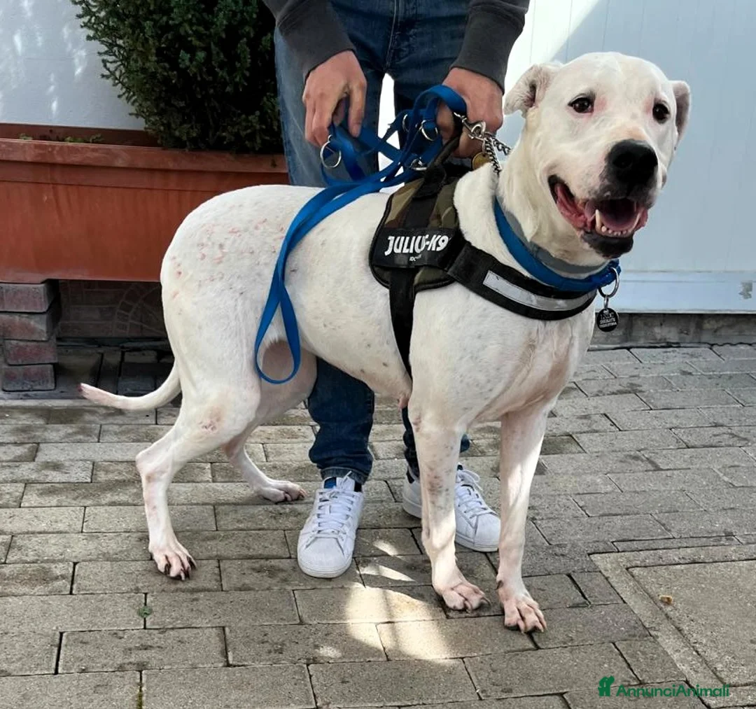 Dogo Argentino cani in regalo: LOLA DOGO ARGENTINO - Annuncio 1