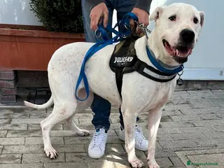 Dogo Argentino cani LOLA DOGO ARGENTINO - Annuncio 2