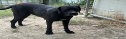Cane Corso cani in vendita: Cuccioli di Cane Corso manto nero - Annuncio 19