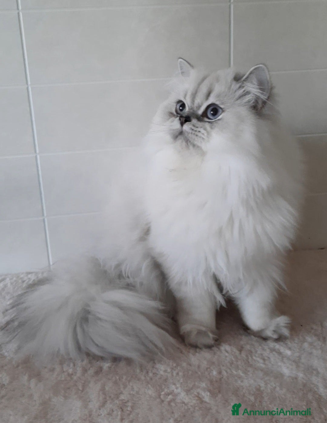 British gatti in vendita: Cucciolo British longhair  - Annuncio 3