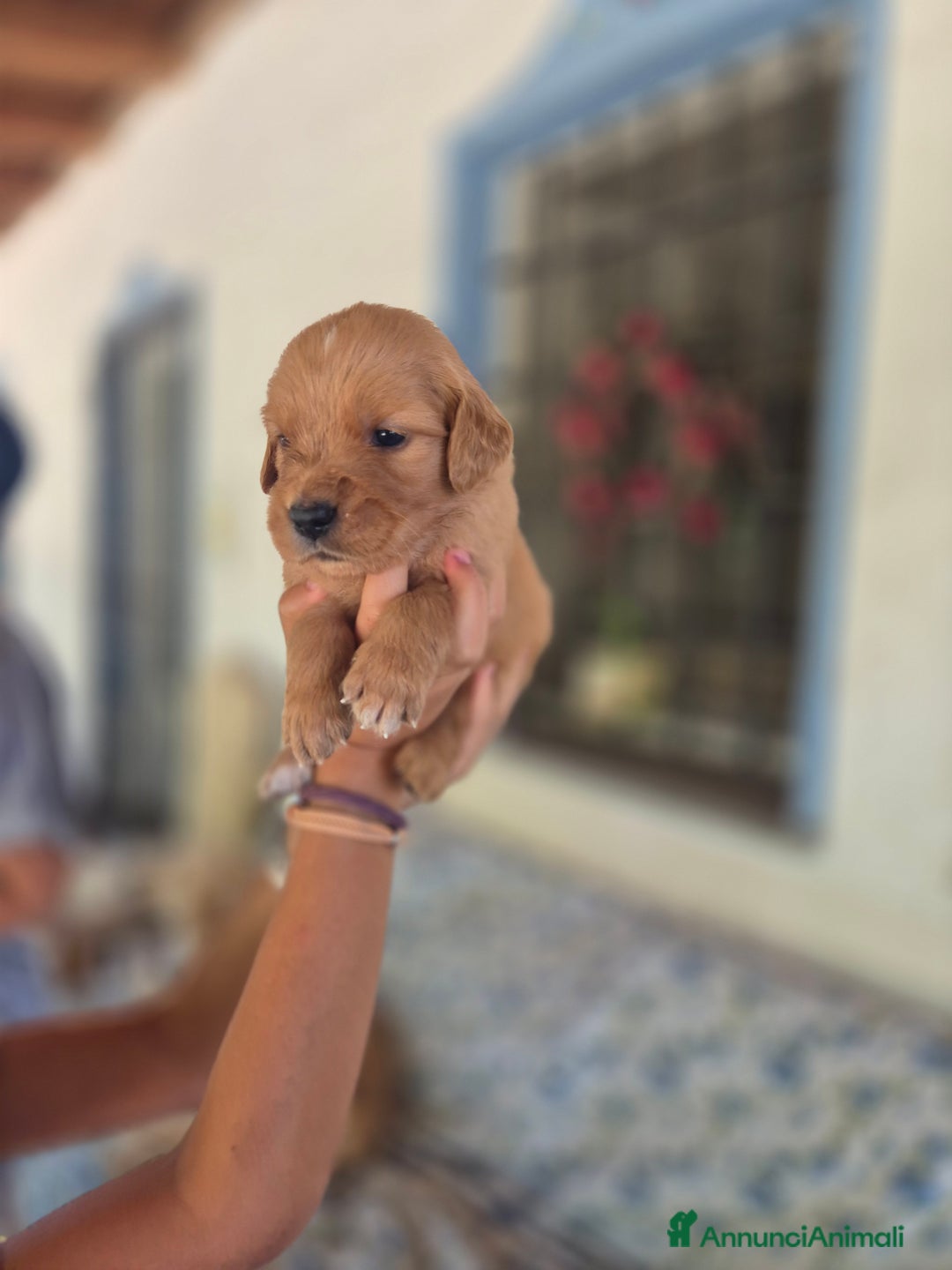 Golden Retriever cani in vendita: Cuccioli linea 100% americana  a Città metropolitana di Milano - Immagine 19