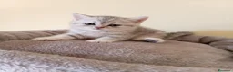 Scottish gatti in vendita: Disponibili Cuccioli Scottish - Annuncio 13