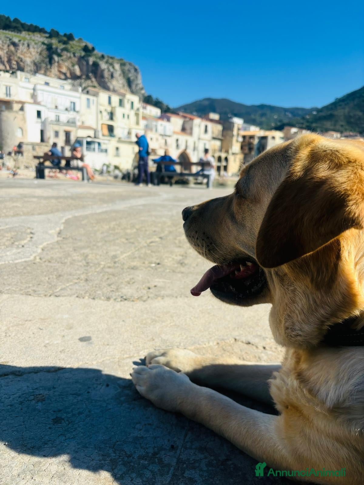 Labrador cani Cuccioli di labrador  - Annuncio 1