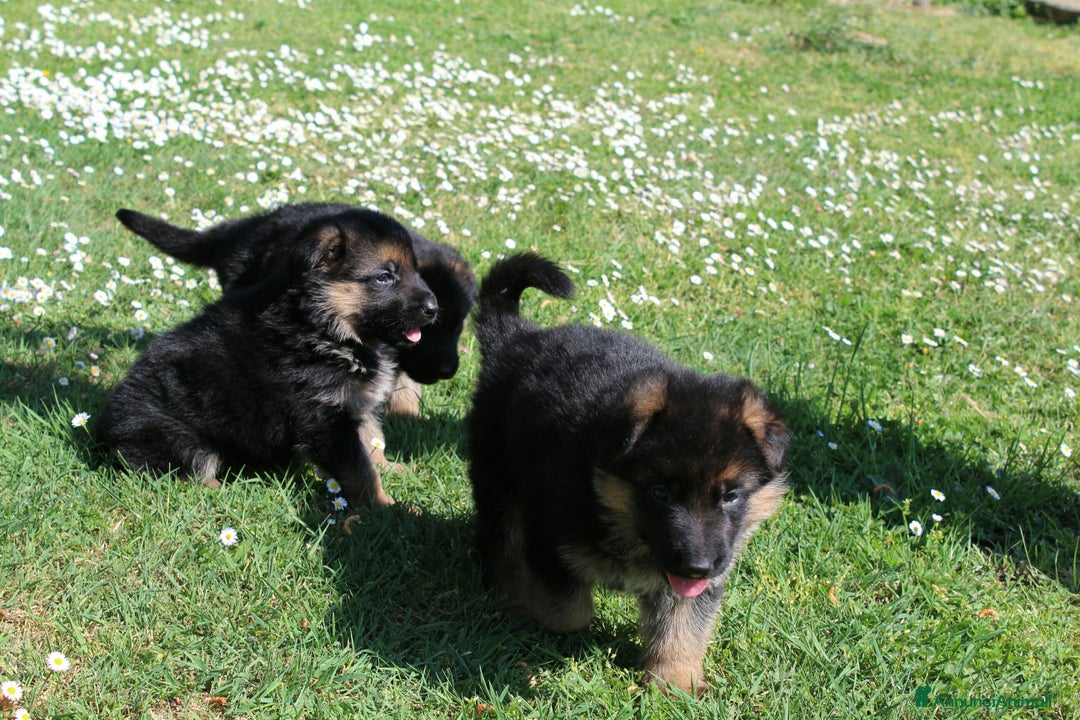 Pastore Tedesco cani in vendita: cuccioli pastore tedesco femmina - Annuncio 4