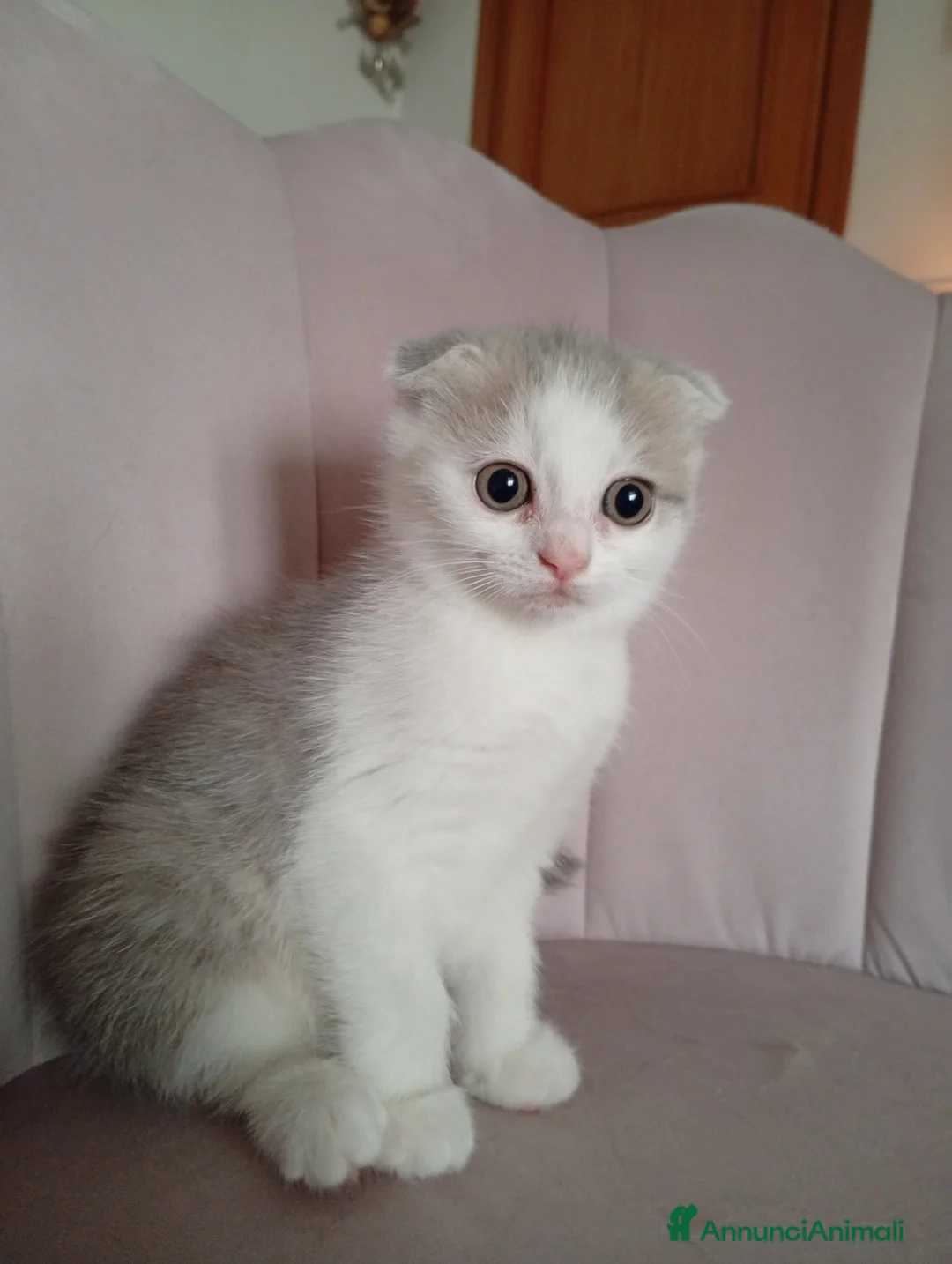 Scottish gatti in vendita: Scottish fold - Annuncio 4