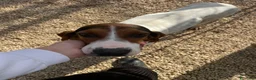 Meticcio cani in regalo: SOS SOS SIMPATICA E TENERA SIRYA a Provincia di Pavia - Annuncio 2