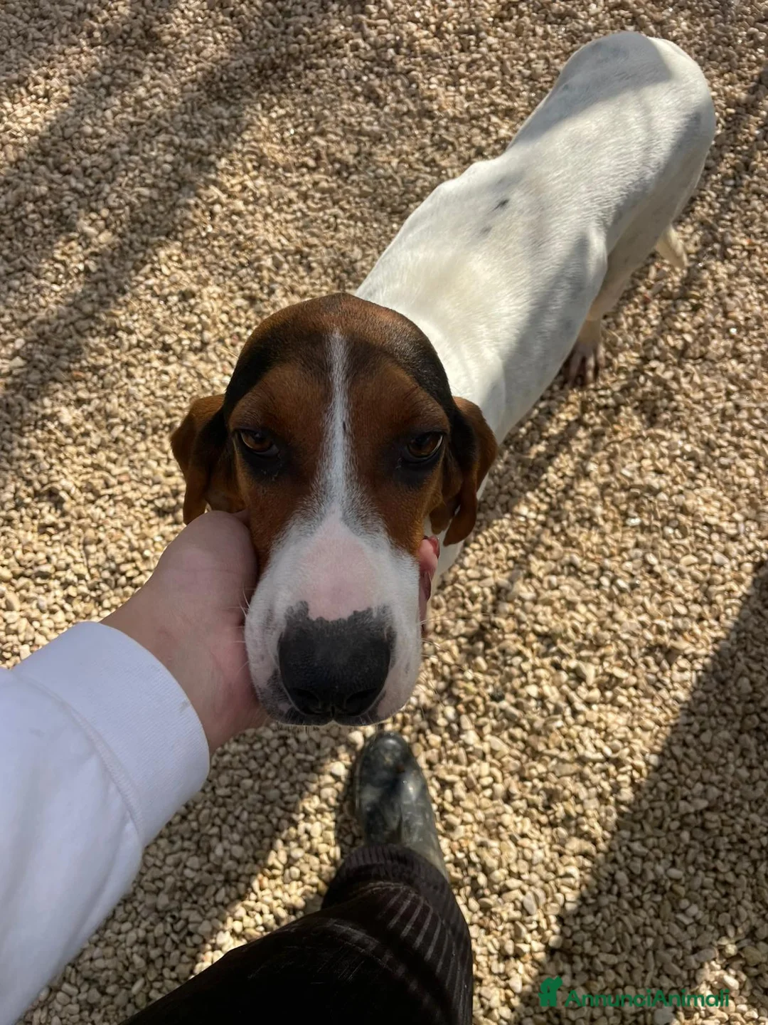 Meticcio cani in regalo: SOS SOS SIMPATICA E TENERA SIRYA a Provincia di Pavia - Annuncio 2