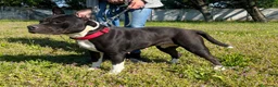 Meticcio cani in regalo: ZARA PIT TRISTE - Annuncio 11