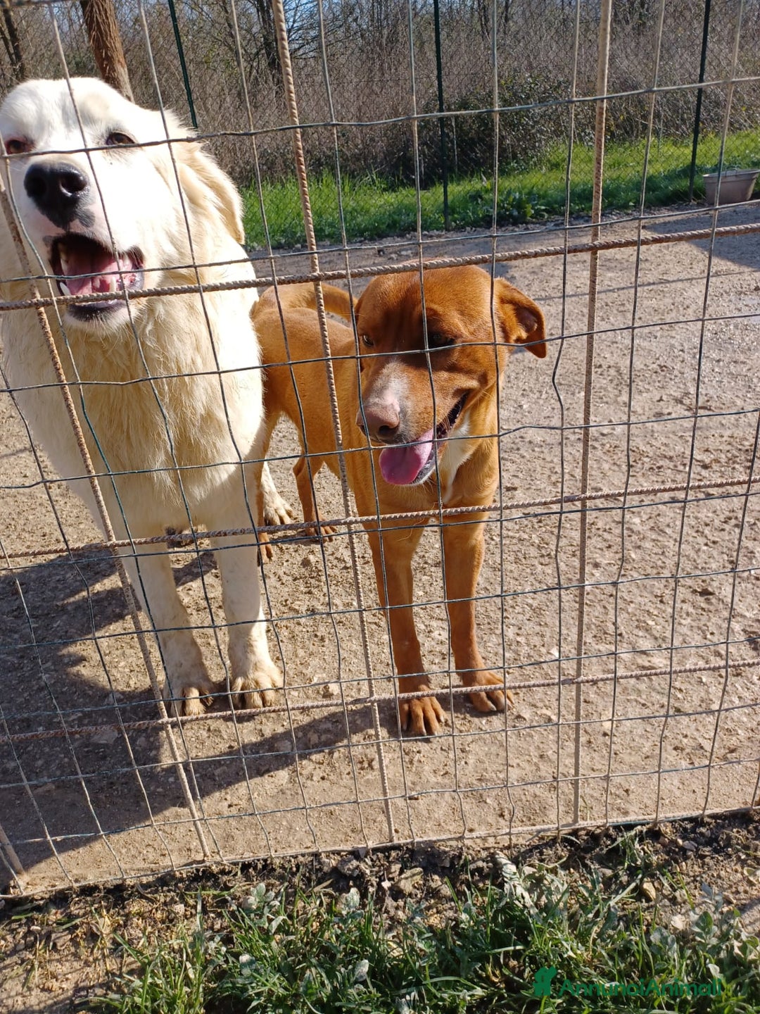 Meticcio cani in regalo: IL FANTASTICO CORFU'' a Città Metropolitana di Firenze - Annuncio 7