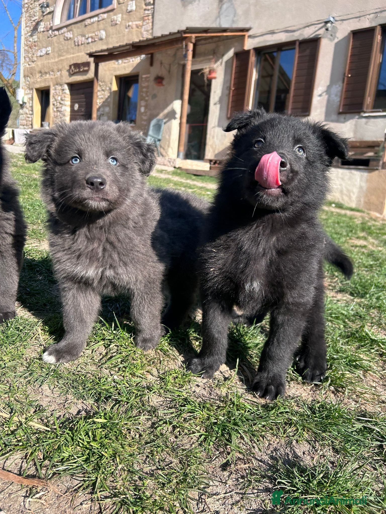 Pastore della Lessinia e del Lagorai cani Cuccioli di Pastore della Lessinia e del Lagorai - Annuncio 3