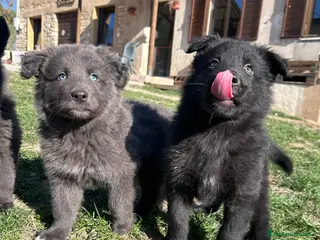 Pastore della Lessinia e del Lagorai cani Cuccioli di Pastore della Lessinia e del Lagorai - Annuncio 3
