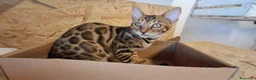 Bengala gatti in vendita: Bengala cuccioli con pedegree a Provincia di Vicenza - Annuncio 6